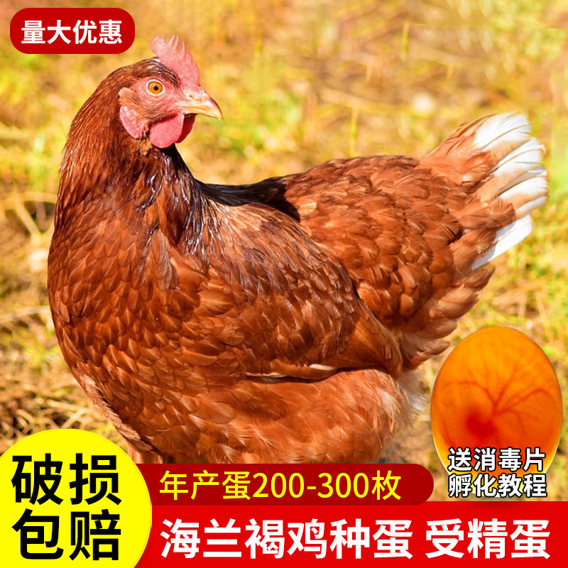 海兰褐鸡种蛋受精蛋可孵化小鸡产蛋王海兰褐种蛋受精鸡蛋20枚包邮