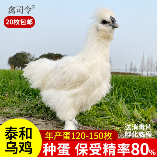 泰和乌鸡种蛋人工受精蛋可孵化