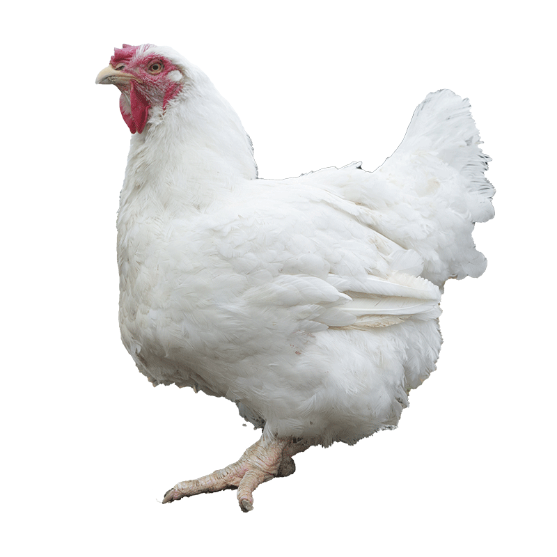 快大型土鸡817种蛋受精蛋可孵化纯种白羽肉鸡种蛋受精可孵化小鸡