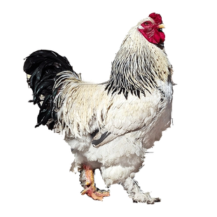 巨型纯种婆罗门鸡种蛋受精蛋可孵化小鸡大梵天鸡种蛋受精鸡蛋10枚