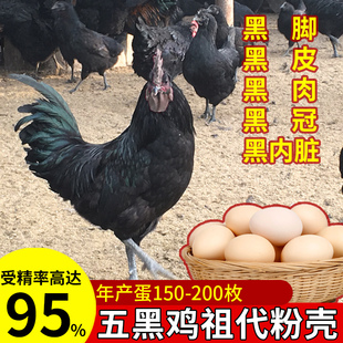 五黑鸡蛋种蛋受精蛋可孵化小鸡父母祖代五黑鸡粉壳乌骨鸡种蛋受精