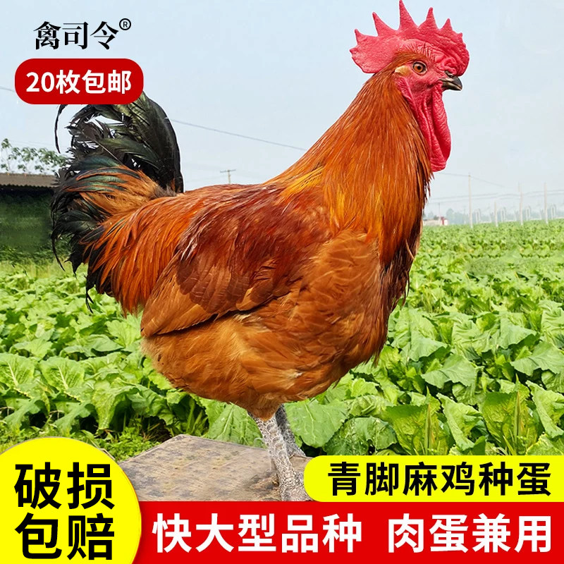 快大青脚麻鸡种蛋受精蛋可孵化小鸡九斤红黄鸡受精蛋乌脚土鸡种蛋