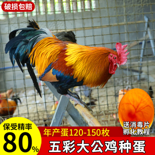 黄金五彩大公鸡种蛋受精蛋可孵化小鸡云南七彩怒晴鸡湘西土鸡种蛋