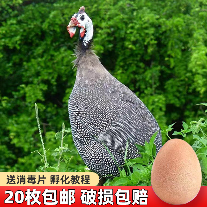 种蛋受精蛋可孵化鸡珍珠鸡种蛋几内亚鸟受精卵小鸡20枚包邮种蛋