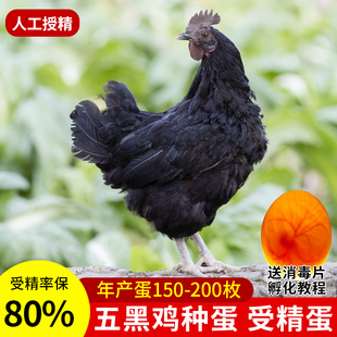 纯种五黑鸡种蛋受精蛋可孵化小鸡五黑一绿鸡乌鸡绿壳乌骨黑凤包邮