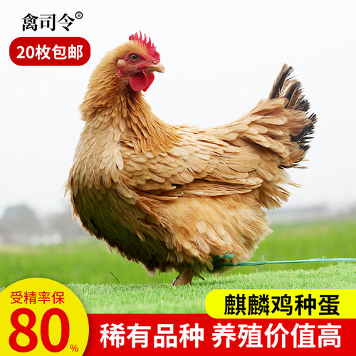 纯种麒麟鸡种蛋受精蛋可孵化