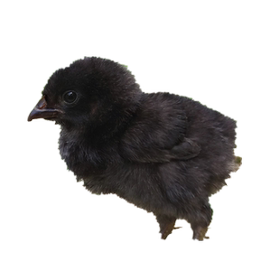 正宗云南盐津乌骨鸡种蛋受精蛋可孵化的小鸡农家散养种蛋土鸡黑鸡