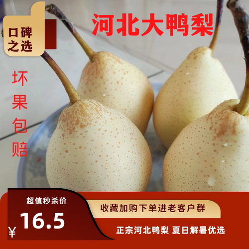河北鸭梨当季精选大果果园现摘