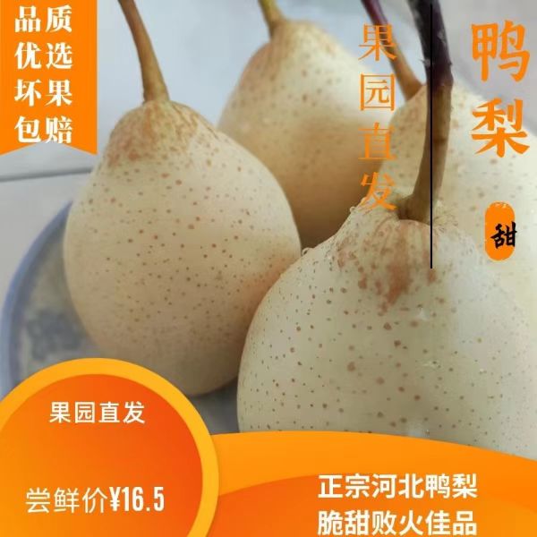 河北鸭梨当季精选大果果园现摘