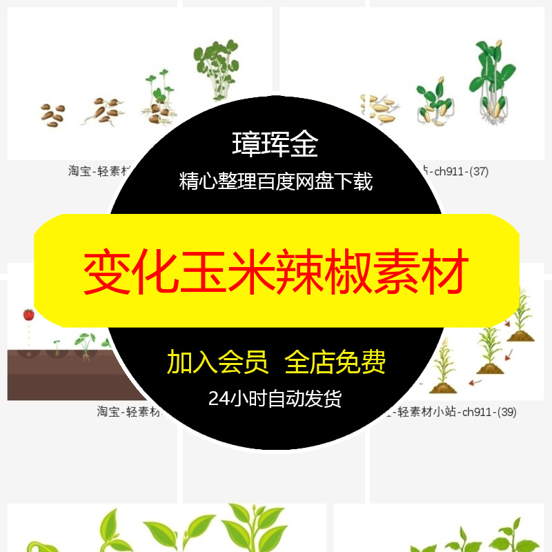 设计插画种子卡通生长辣椒玉米西红柿长大植物豆芽ai变化素材uk31
