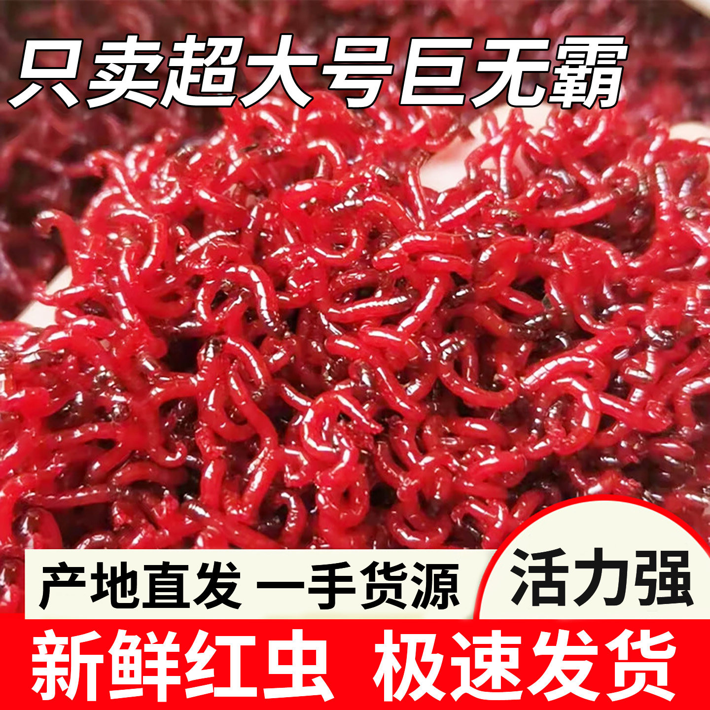 特大号鲜活红虫公虫活体活饵冬天饵拉饵鲫鱼野钓饵料钓鱼蚯蚓鱼饵