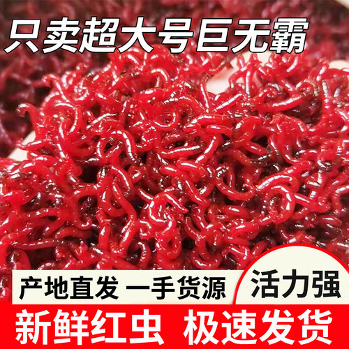 特大号鲜活红虫公虫活体活饵冬天饵拉饵鲫鱼野钓饵料钓鱼蚯蚓鱼饵