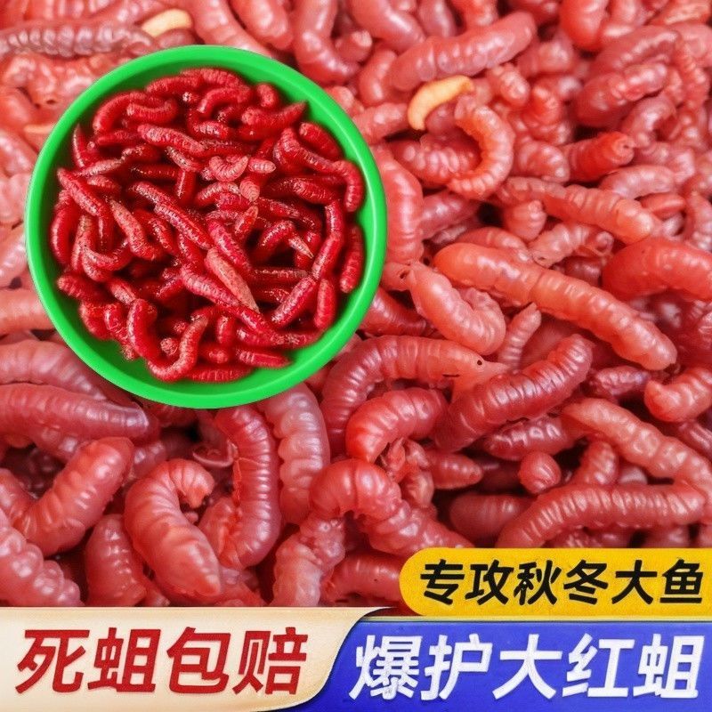 鲜活大红蛆虫脓腥饵红蛆虫大号可钓石斑马口鲤鲫鱼白条溪哥钓鱼