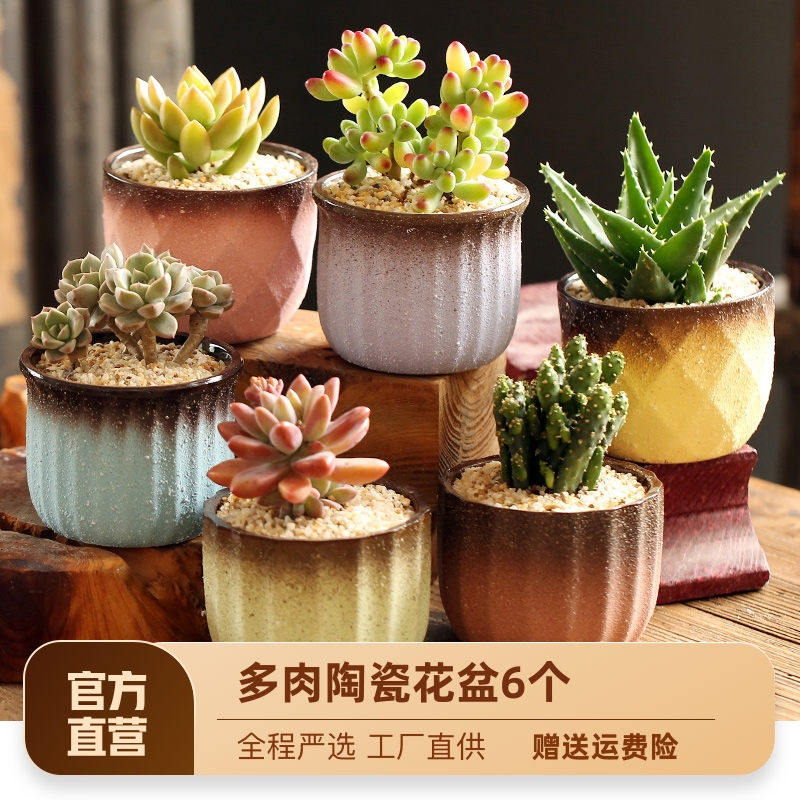 多肉花盆陶瓷多肉植物粗陶复古素烧创意大小口径简约特价清仓包邮 淘宝特价版直营店 淘优券 多肉花盆陶瓷多肉植物粗陶复古素烧创意大小口径简约特价清仓包邮 淘宝特价版直营店 淘优券