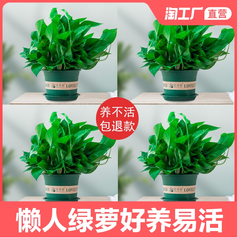 绿萝盆栽植物花卉水培盆景观花绿植室内吸甲醛净化空气大绿箩包邮