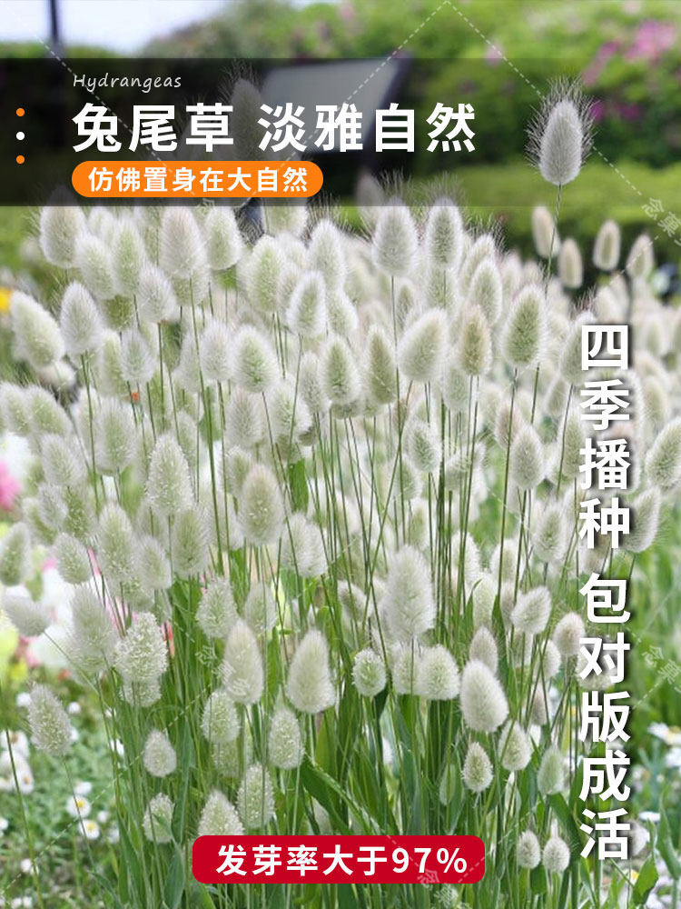 泛美兔尾草种子草籽 兔尾巴系列 耐寒耐热花园植物阳台盆栽