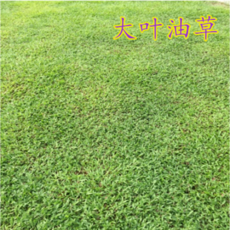 大叶油草草坪种子庭院别墅四季青狗牙根黑麦草草籽耐寒护坡包邮