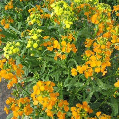 七色花种子质量怎么样 七色花种子口碑怎么样 小麦优选