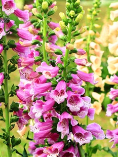 GC78毛地黄吊钟花/多年生宿根花卉种子试播装10000粒