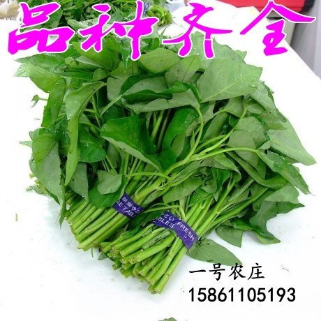 空心菜种籽种子苗带根苗种孑水四季大叶竹叶柳叶水培白梗小叶三叉,鲜花速递/花卉仿真/绿植园艺,家庭园艺种子,淘宝优惠券,粉丝福利购,淘宝优惠卷