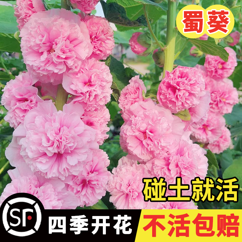 重瓣蜀葵花种子籽子四季开花室外花籽易活花卉种籽阳台庭院花种孑