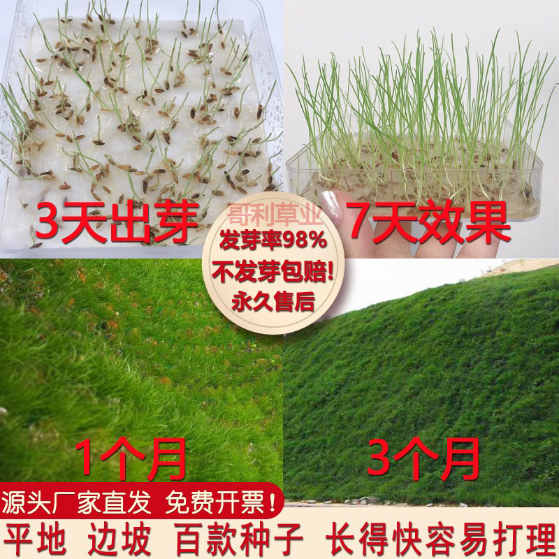 广州冬天绿化护坡边坡混合百慕大狗牙根草坪草籽草坪种子四季常青