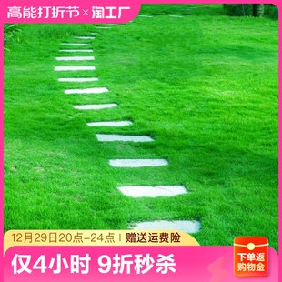 进口早熟禾草籽矮生四季草坪种子庭院小区耐寒耐踩早熟禾草皮种子