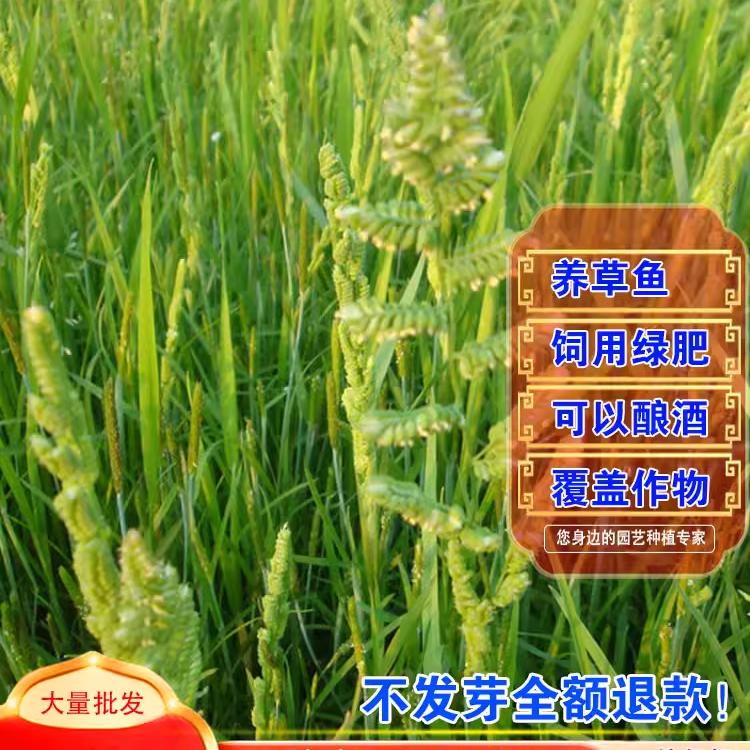 水稗草种子稗子种稗草养鱼养虾牛羊马牧草种籽水生地栽种家禽饲料