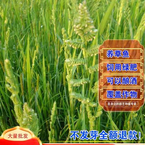 水稗草种子稗子种稗草养鱼养虾牛羊马牧草种籽水生地栽种家禽饲料