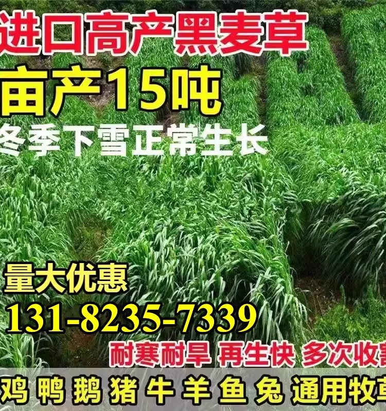 黑麦草子种多年生冬牧70牧草种籽四季青草种子喂鸡鸭牛羊猪鱼草种-封面