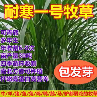 进口耐寒一号金牧粮草牧草王种子冻不死多年生冬天牛羊吃的鱼草籽