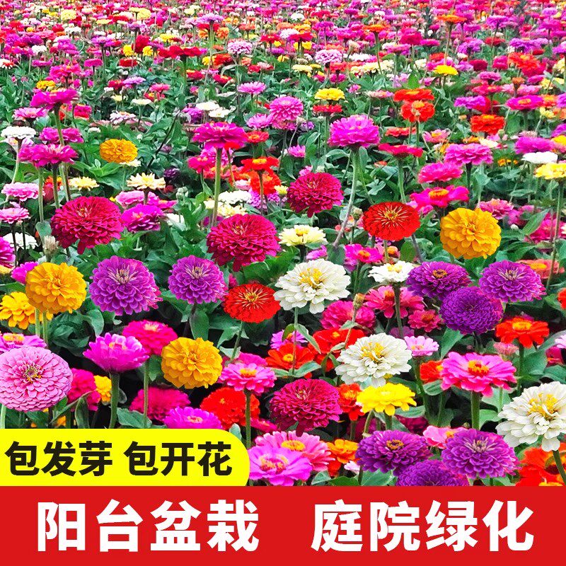 百日草种子易活不断花苗花籽庭院植物花卉种孑室外多年生 - 实物图