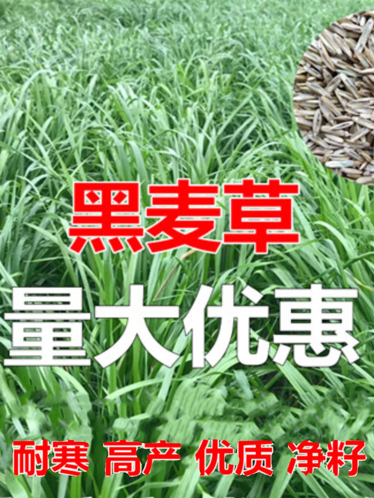 进口耐寒宽叶牧草种子多年生黑麦草种子四季养殖鸡鸭鹅牛羊鱼草籽