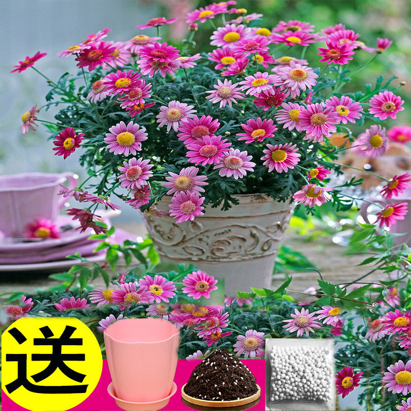 见土就活玛格丽特花籽盆栽花卉种籽重瓣混色菊花种籽子四季开花图片