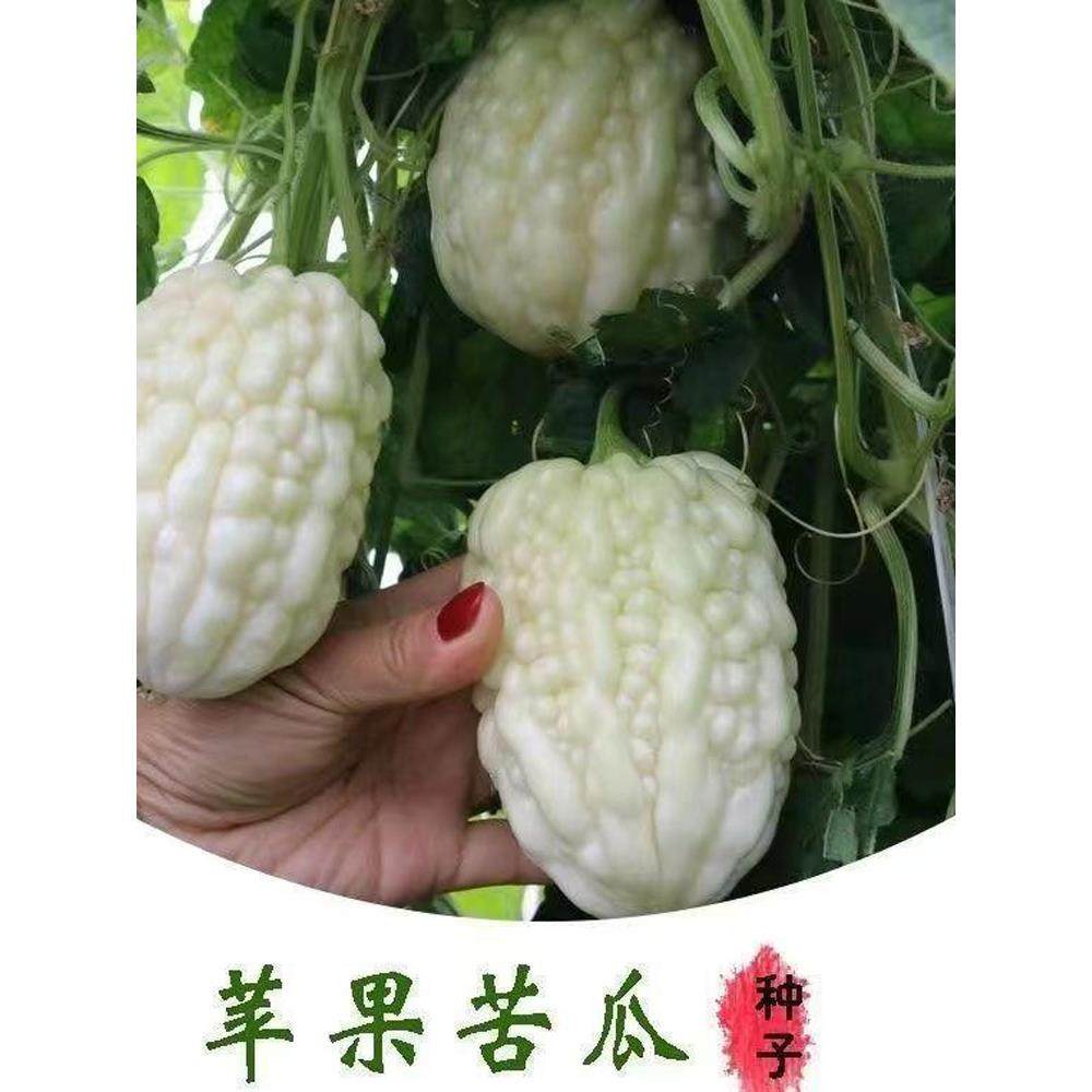 蔬果生吃不苦甘甜水果播台湾苹果苦瓜种子白苦瓜种籽四季孑春夏秋,鲜花速递/花卉仿真/绿植园艺,家庭园艺种子,淘宝优惠券,粉丝福利购,淘宝优惠卷