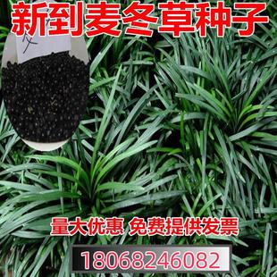 麦冬草种子玉龙草细叶宽叶日本矮生麦冬草庭院绿化常青金边麦冬籽
