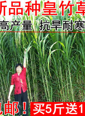 四季新型皇竹草子种孑多年生种子品种 黄竹草种 甜象草种养殖畜牧