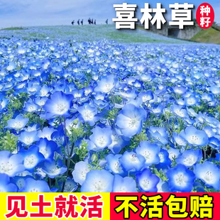 喜林草花种四季种植开花盆栽花苗多年生庭院阳台易活花卉银叶种子