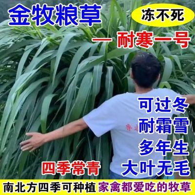 金牧粮草耐寒一号牧草王种子冻不死多年生冬天牛羊吃的鱼饲料草籽