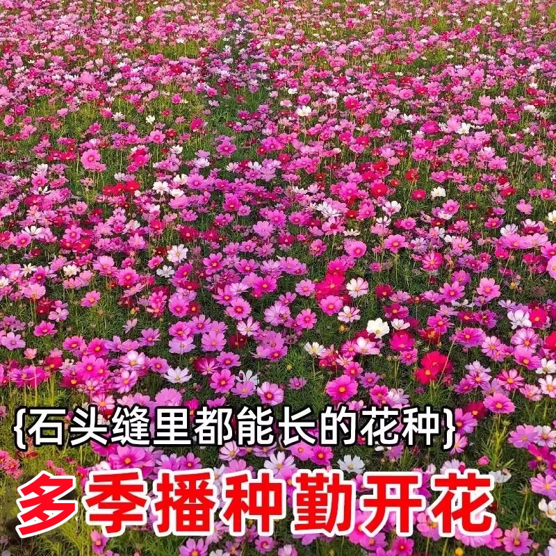 野花组合种子凤仙籽四季播开