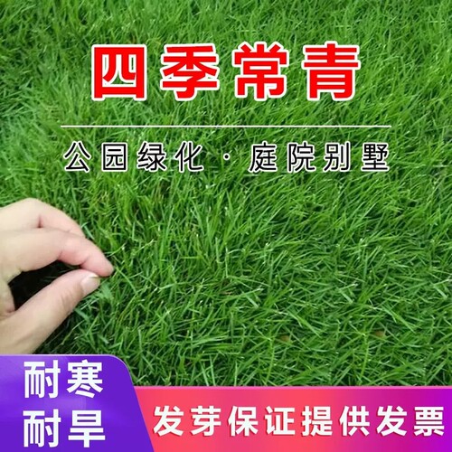 草坪庭院四季青免修剪草皮草草籽