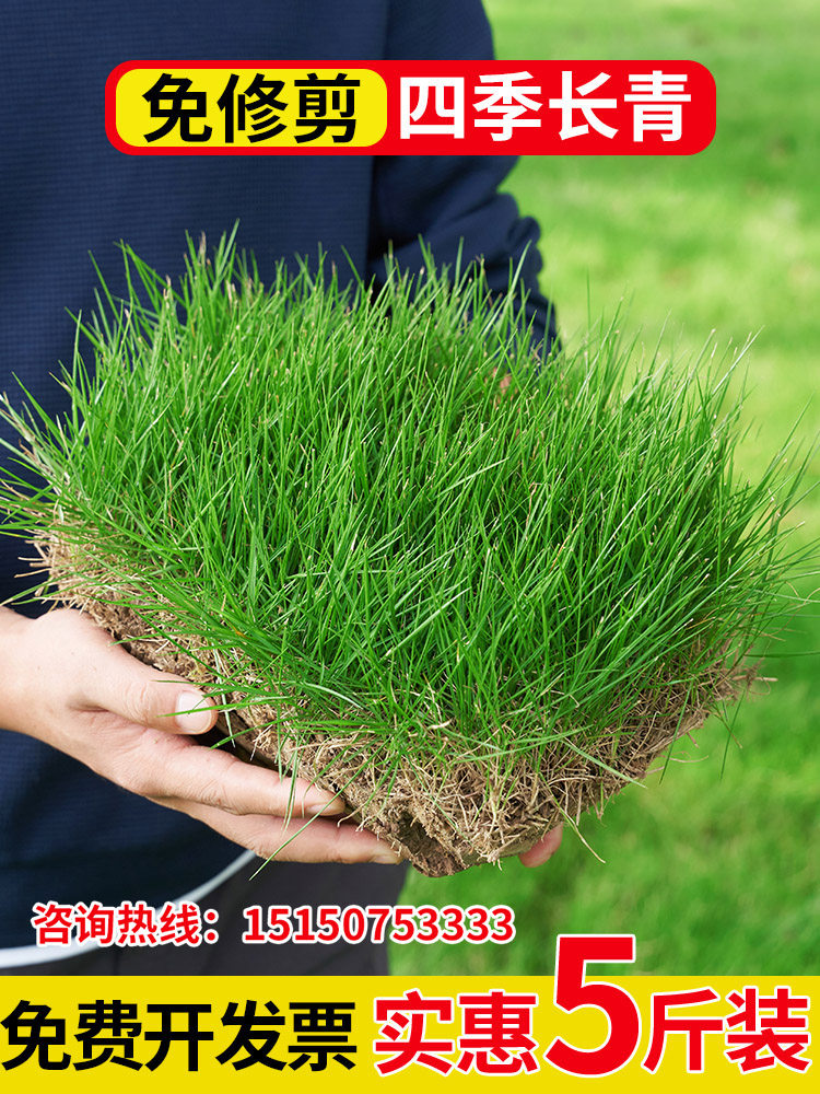草坪草籽四季常青庭院绿化护坡草种子狗牙根剪股颖矮生百慕大耐旱