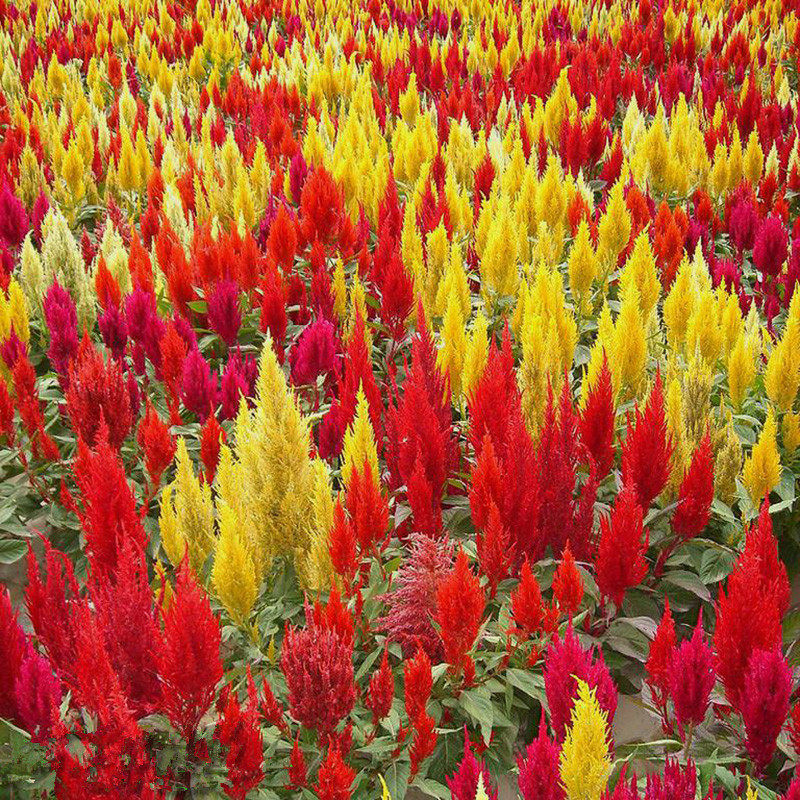 凤尾鸡冠花籽子穗状羽叶鸡冠花种子春播室外室内花卉阳台盆栽易种