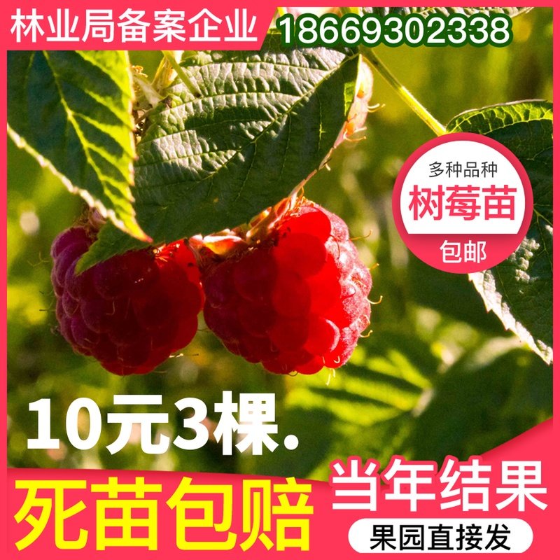 树莓苗南方种植野生素材模板 树莓苗南方种植野生图片下载 小麦优选