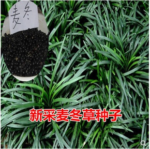 四季常青麦冬草种子日本矮麦冬草种子 玉龙草种子金边麦冬种子
