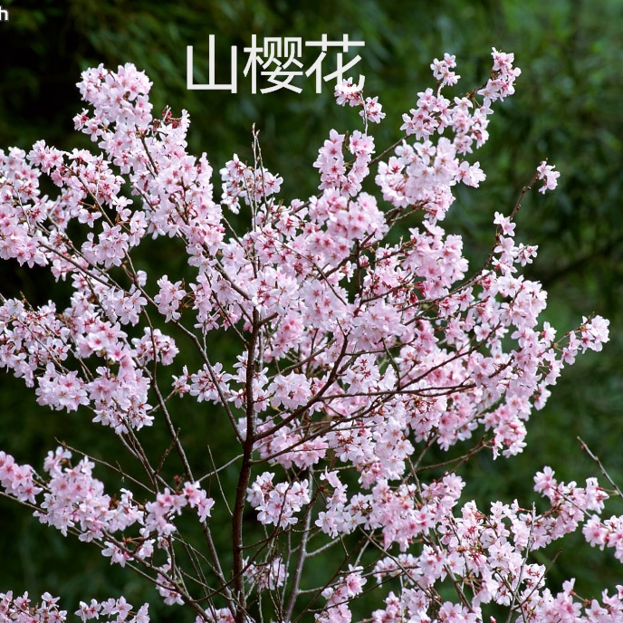 台湾樱花树苗山樱花中国红樱花广州樱云南山樱花晚樱