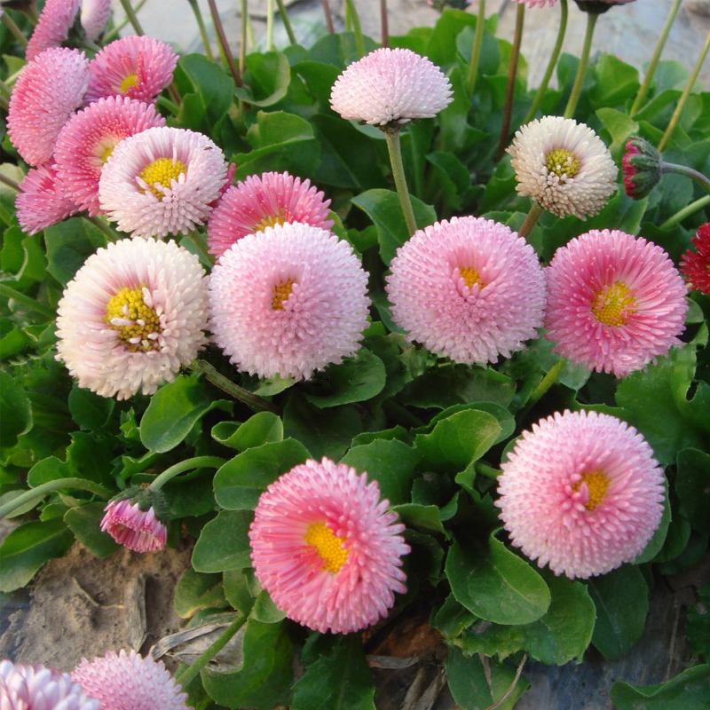 多年生小雏菊花种子阳台盆栽观赏花卉植物邹菊种子易种花种子