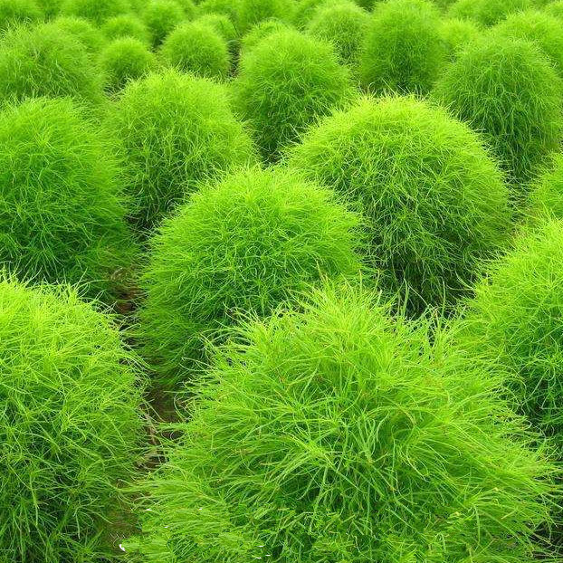 地肤种子 地麦落帚扫帚苗扫帚菜孔雀松绿帚观音菜观叶植物常绿