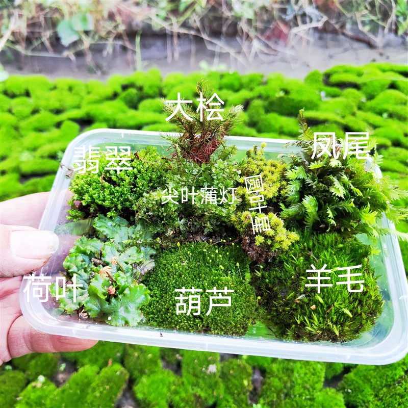 微景观盆景铺面装饰造景材料生态瓶角蛙水陆雨林缸苔藓拼盘材料