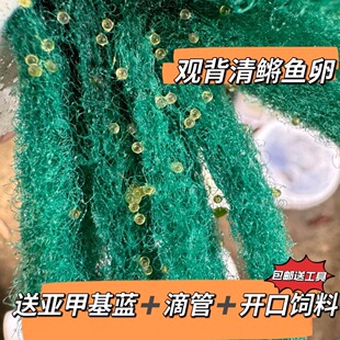 观背青鳉鱼卵观赏鱼天使之翼鱼卵小型冷水鱼新手可养不加温不过滤